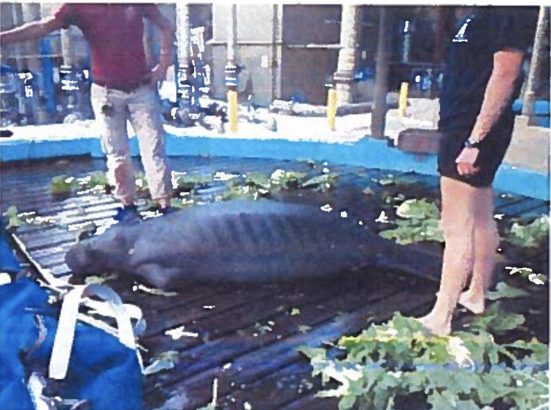 Manatee 5